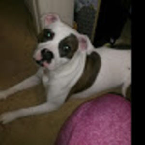 Meet your Posher, Bella